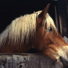 Blonde Horse